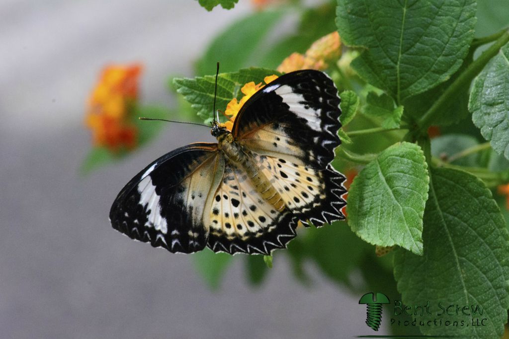 Butterfly - Leopard Lace Wing 4